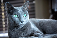 Близнецы - русская голубая кошка